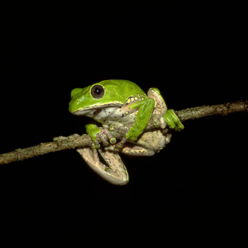 Phyllomedusa bicolor